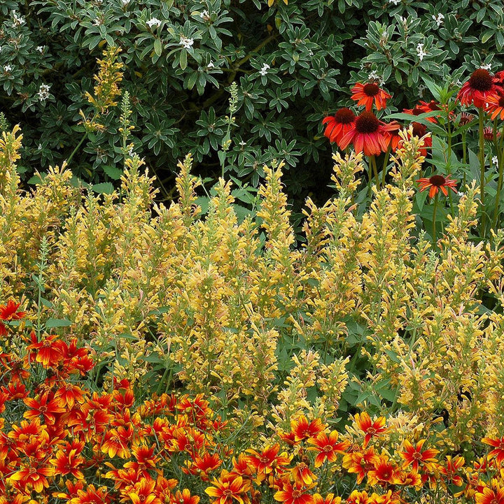 Agastache ‘Kudos Yellow’ ~  Kudos™ Yellow Hummingbird Mint, Hyssop