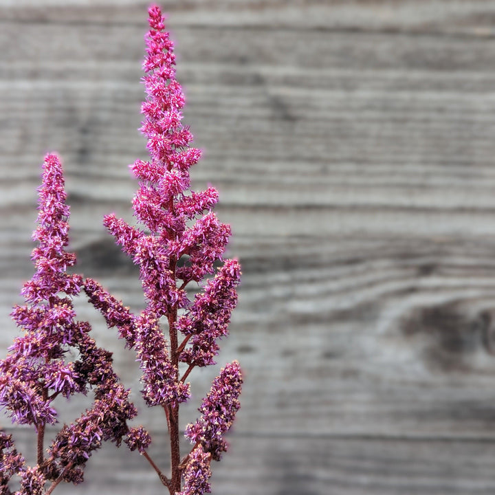 Astilbe chinensis 'Vision in Red' ~ Vision in Red Chinese Astilbe