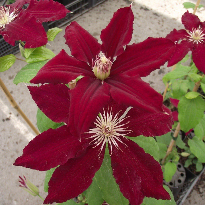 Clematis viticella 'Evipo016' ~ Rebecca™ Clematis