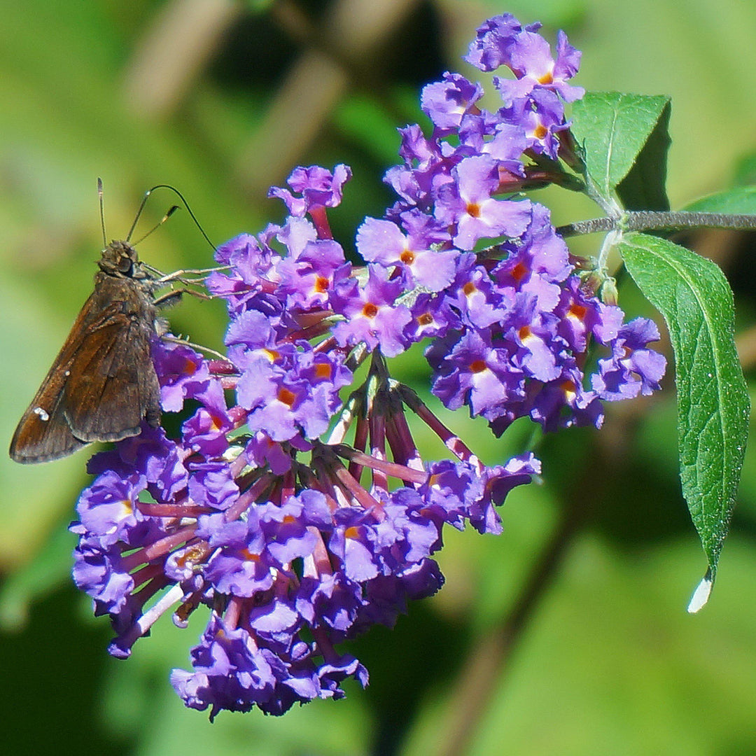 Buddleia x 'Podaras #8' ~ Flutterby Petite® Blue Heaven Butterfly Bush