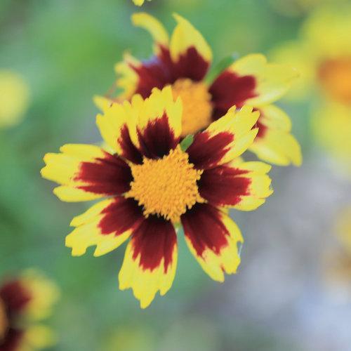 Coreopsis x 'Cosmic Eye' ~ Big Bang™ Cosmic Eye Tickseed