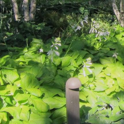 Hosta 'August Moon' ~ August Moon Hosta