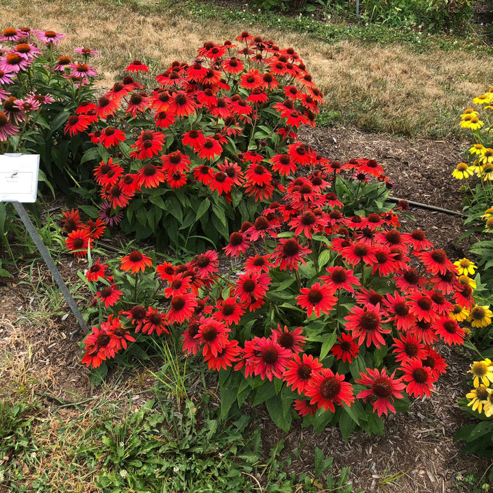 Echinacea x 'Balsomanita' PPAF ~ Sombrero® Sangrita Coneflower