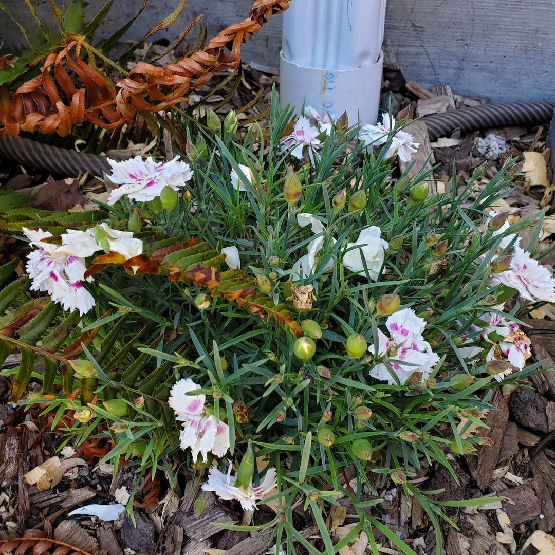 Dianthus x 'KLEDG14174' ~  EverLast™ White+Eye Dianthus