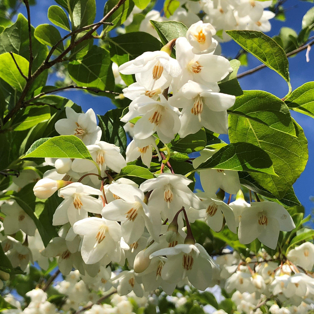 Styrax japonicus ~ Campanilla de nieve japonesa