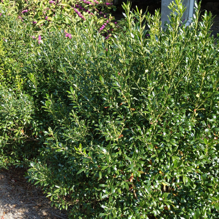 Ilex glabra 'Densa' ~ Densa Inkberry Holly