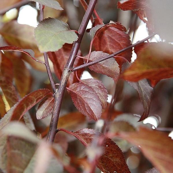 Prunus cerasifera 'Krauter Vesuvius' ~ Ciruela cereza Krauter Vesuvius