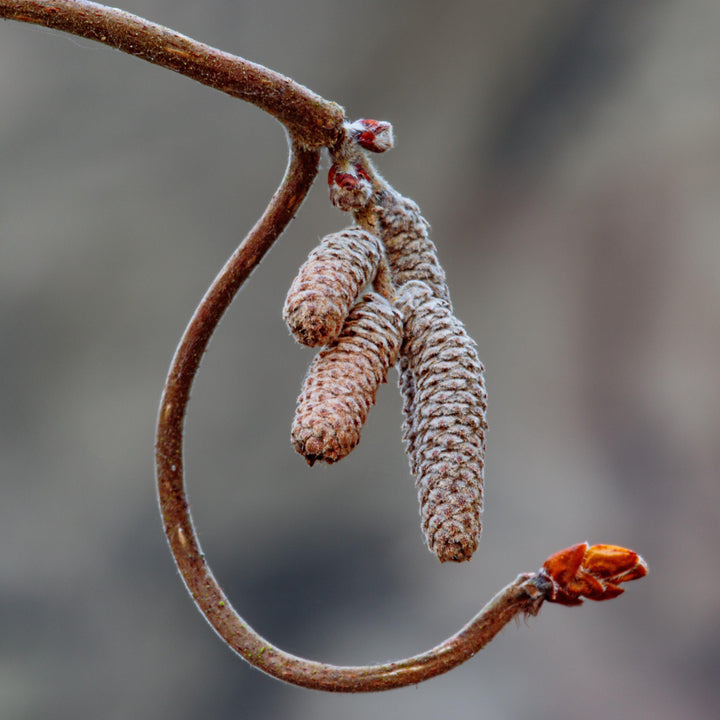 Corylus avellana 'Contorta' ~ Contorted Filbert, Harry Lauder’s Walking Stick