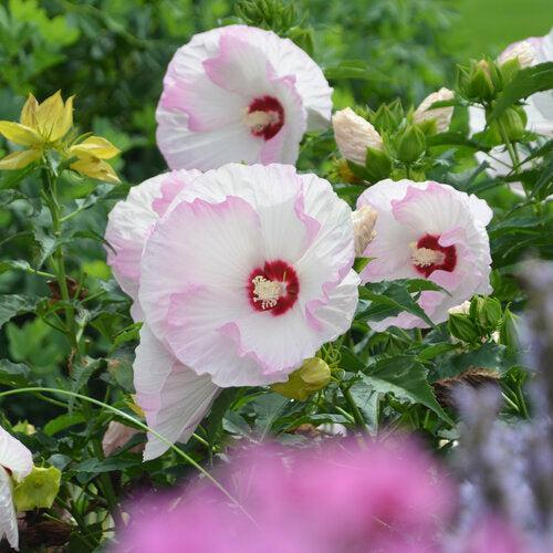 Hibiscus 'Ballet Slippers' ~ Summerific® Ballet Slippers Hibiscus