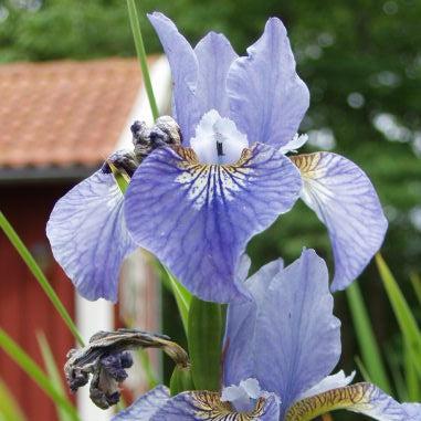 Iris sibirica 'Cape Cod Boys' ~ Cape Cod Boys Siberian Iris