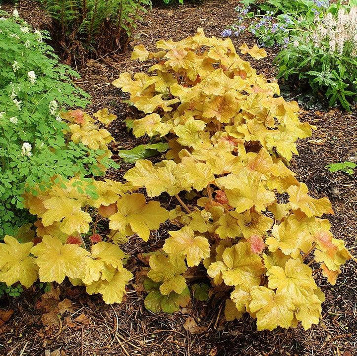 Heuchera 'Caramel' PP16,560 ~ Caramel Coral Bells, Heuchera