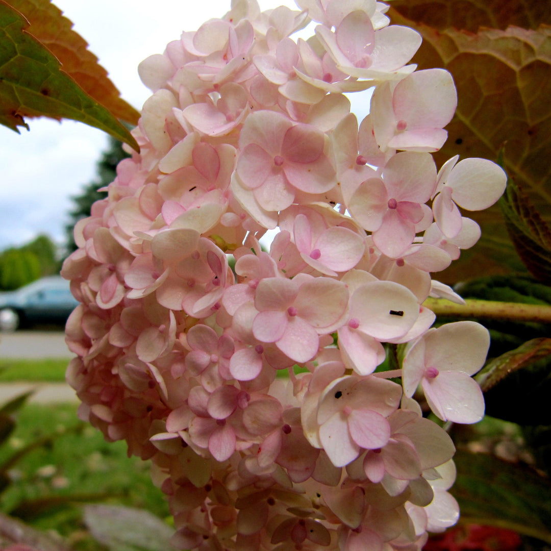 Hydrangea macrophylla 'Blushing Bride' ~ Endless Summer® Blushing Bride® Hydrangea