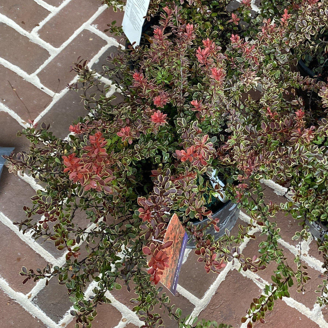 Berberis thunbergii 'Admiración' ~ Admiración Agracejo