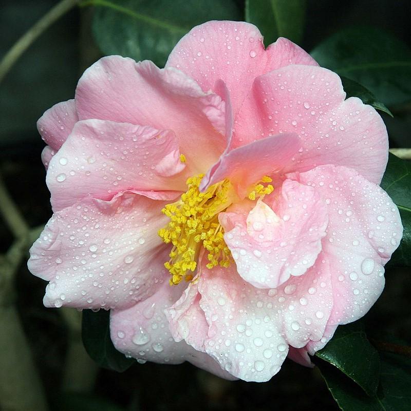 Camellia japonica 'Carámbano rosa' ~ Camelia carámbano rosa