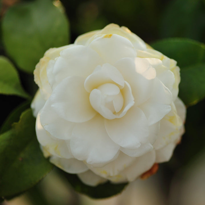 Camellia japonica 'Blanco junto a la puerta' ~ Blanco junto a la puerta Camellia