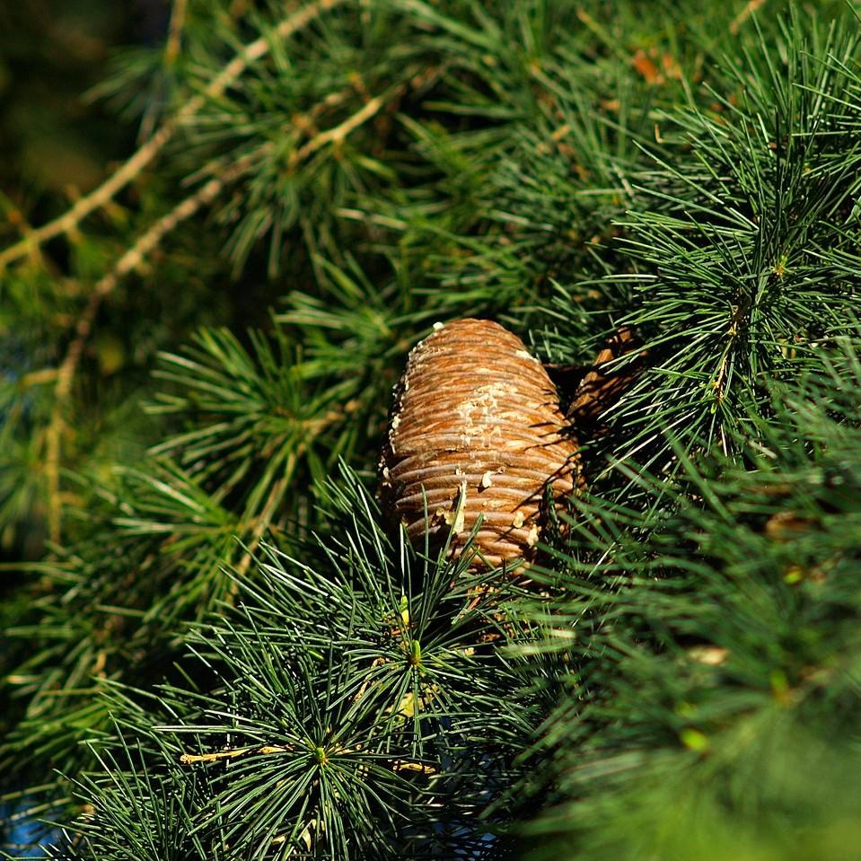 Cedrus deodara ~ Cedro Deodar