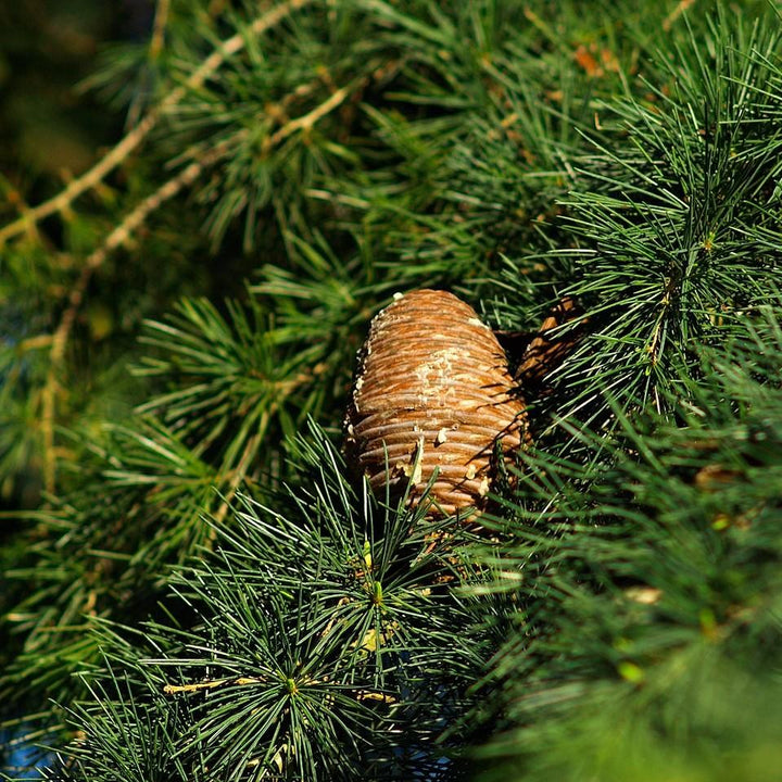 Cedrus deodara ~ Deodar Cedar