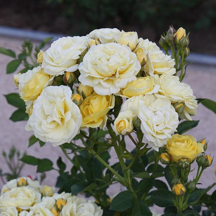 Rosa 'Novarospop' PP#24,773 ~ Popcorn Drift® Rose