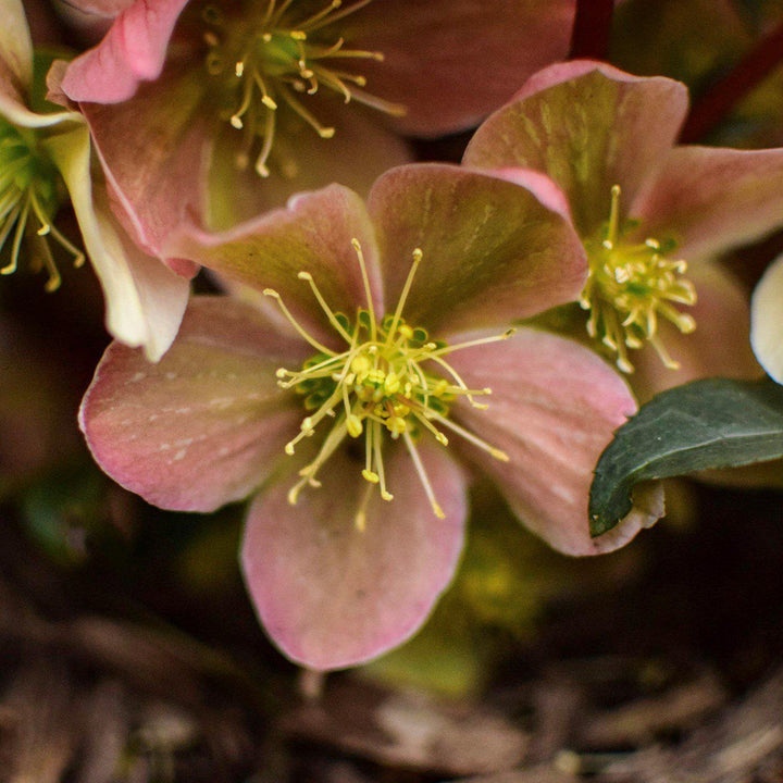 Helleborus × ballardiae 'COSEH 810' ~ HGC® Merlin Lenten Rose