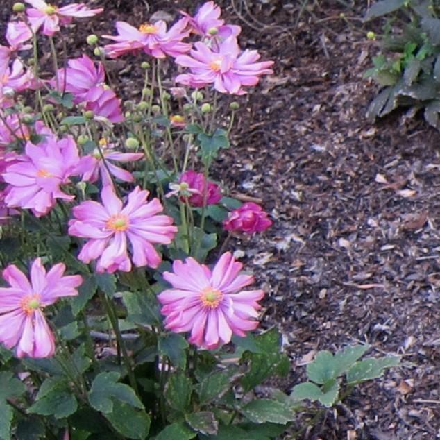 Anemone hupehensis var. japonica 'Pamina' ~ Pamina Japanese Anemone