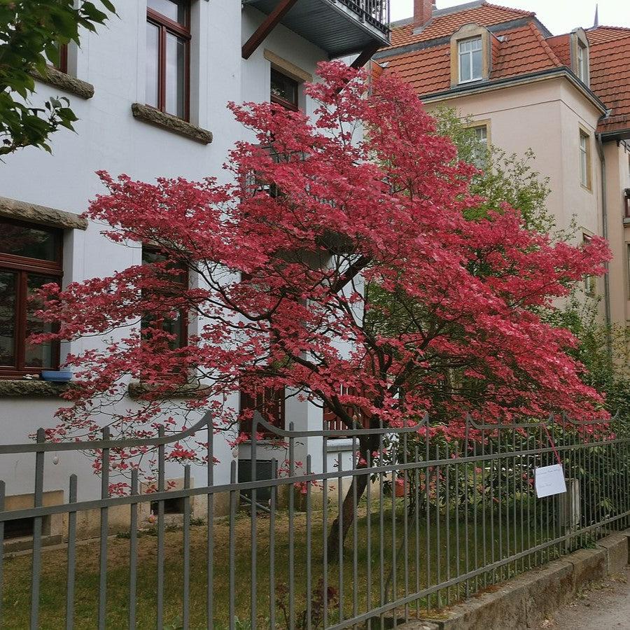 Cornus florida 'Jefe Cherokee' ~ Cornejo Jefe Cherokee