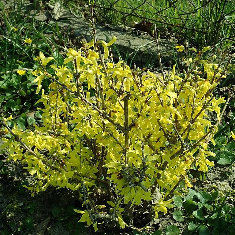 Forsythia x intermedia 'Lynwood Gold' ~ Lynwood Gold Forsythia