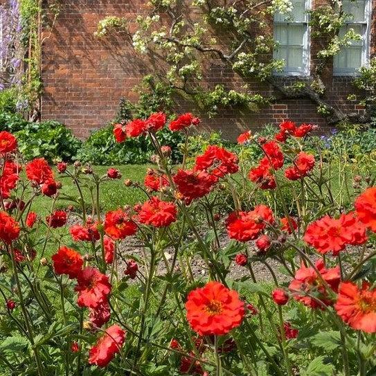 Geum 'Macgeu005' ~ Fiery Tempest® Avens