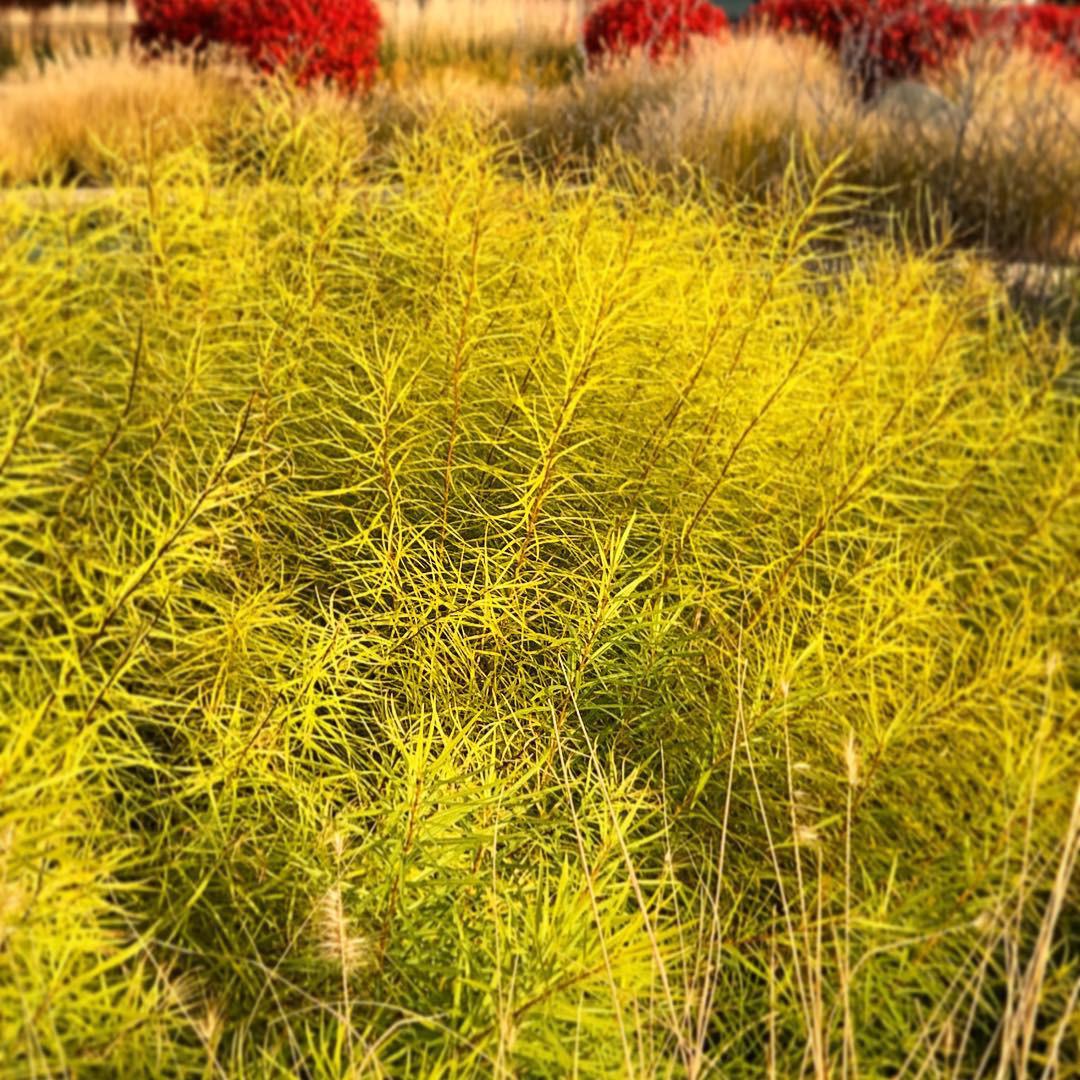 Amsonia x 'Butterscotch' ~ Butterscotch Blue Star