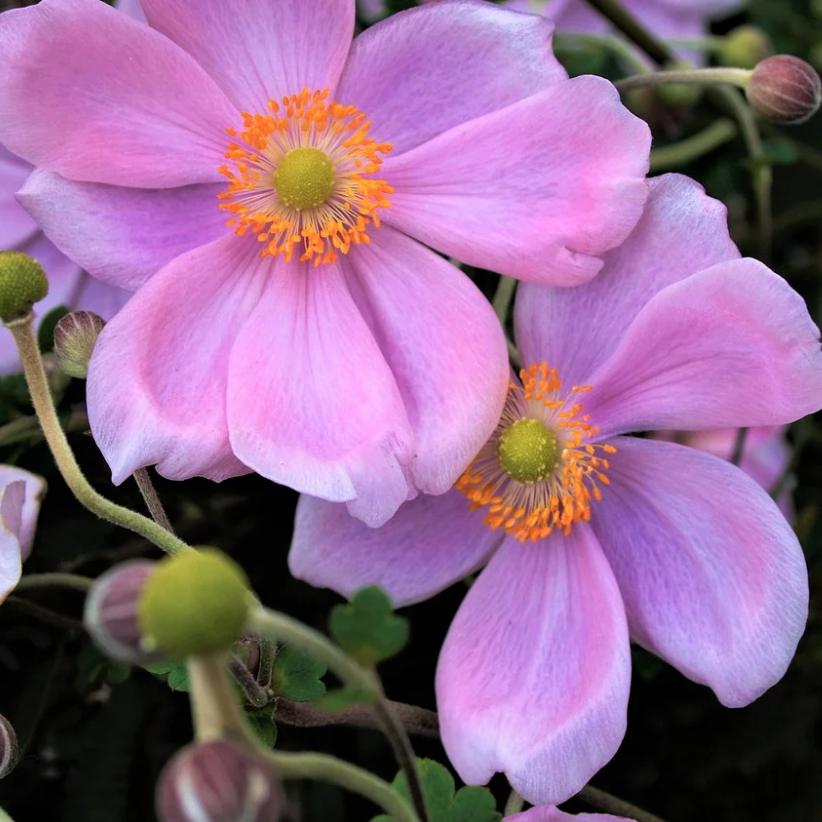 Anemone hupehensis 'Pretty Lady Emily' ~ Pretty Lady Emily Anemone, Windflower