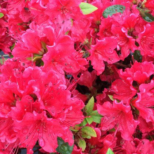 Rhododendron x 'NCRX8' ~ PW® Perfecto Mundo® Red Azalea