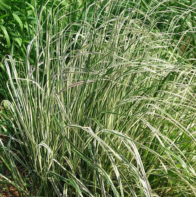 Calamagrostis acutiflora 'Overdam' ~ Overdam Feather Reed Grass