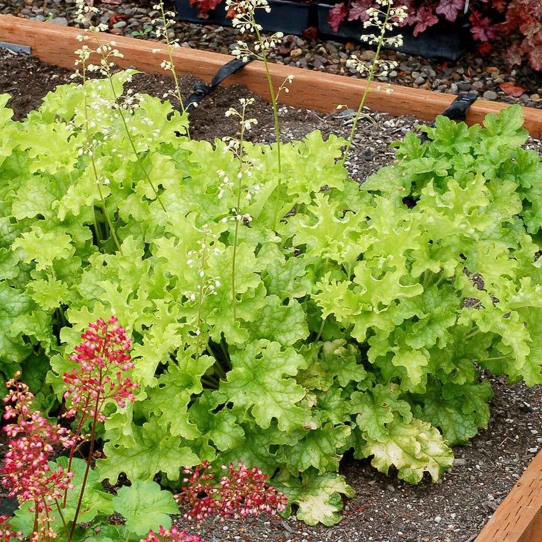 Heuchera 'Lime Ruffles' ~ Lime Ruffles Heuchera