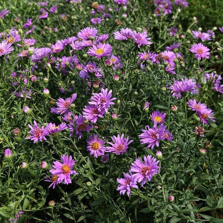 Aster dumosus 'Wood's Purple' ~ Woods Purple Aster