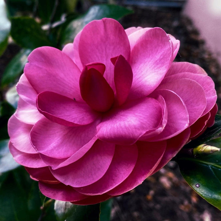 Camellia japonica 'Early Autumn' ~ Early Wonder® Camellia