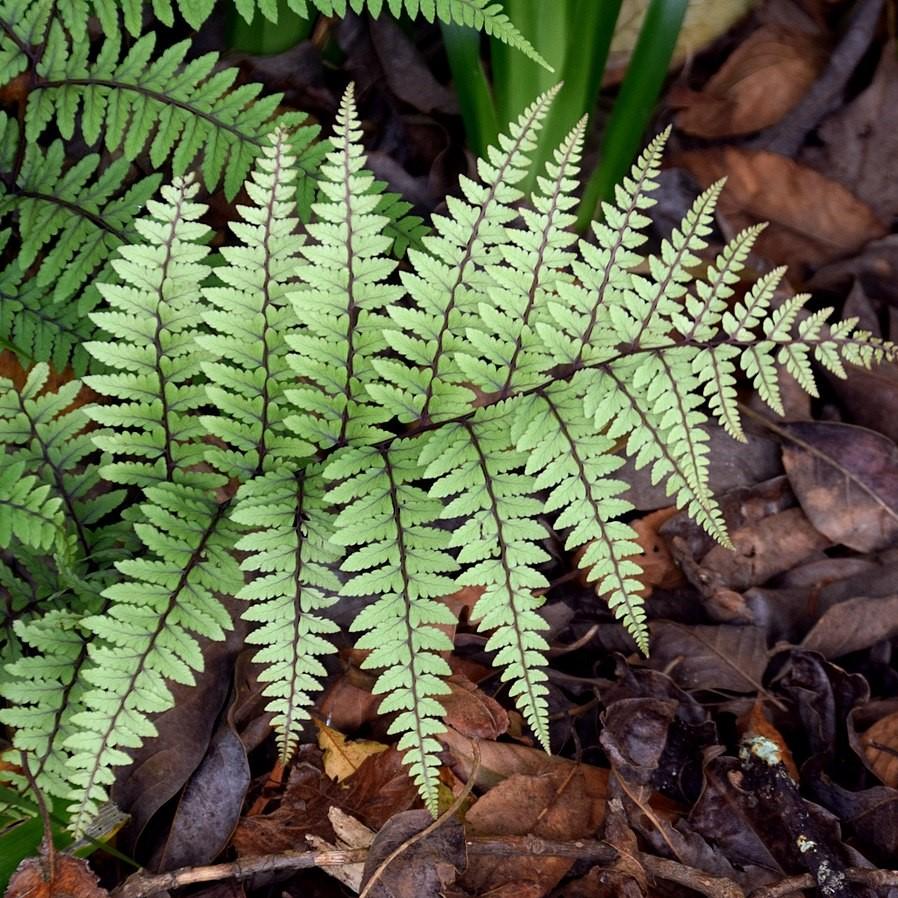 Athyrium otophorum ~ Limelight Lady Fern