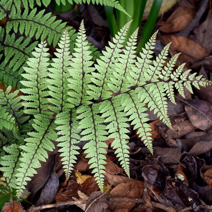 Athyrium otophorum ~ Limelight Lady Fern