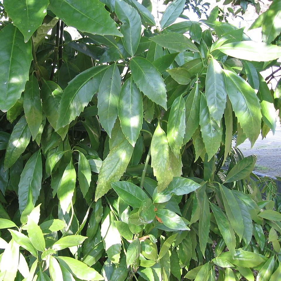 Aucuba japonica 'Serratifolia' ~ Sawtoothed Japanese Aucuba