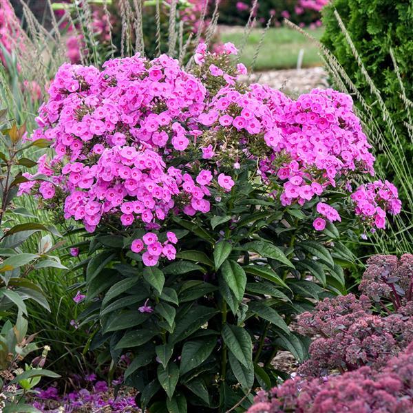 Phlox paniculata 'Luminary Prismatic Pink' ~ Luminary® Prismatic Pink Phlox