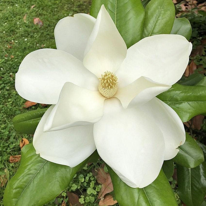 Magnolia grandiflora 'Edith Bogue' ~ ​​Edith Bogue Magnolia del Sur