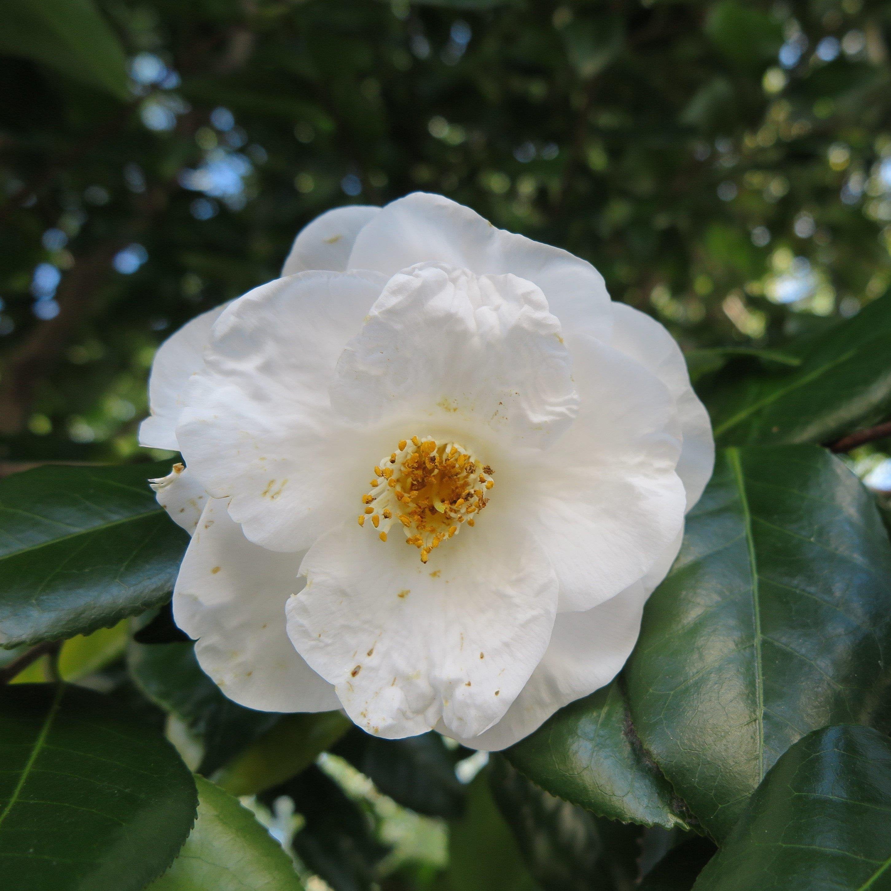 Camellia 'Winter's Snowman' ~ Winter's Snowman Ice Angels