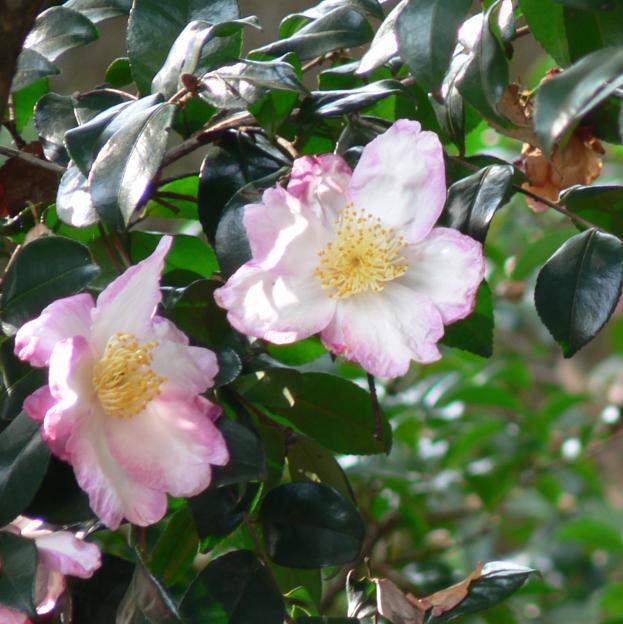 Camelia sasanqua 'Hana Jiman' ~ Hana Jiman Camelia