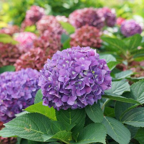 Hydrangea x 'SMNHSC' ~ Let's Dance® ¡Arriba!® Hydrangea