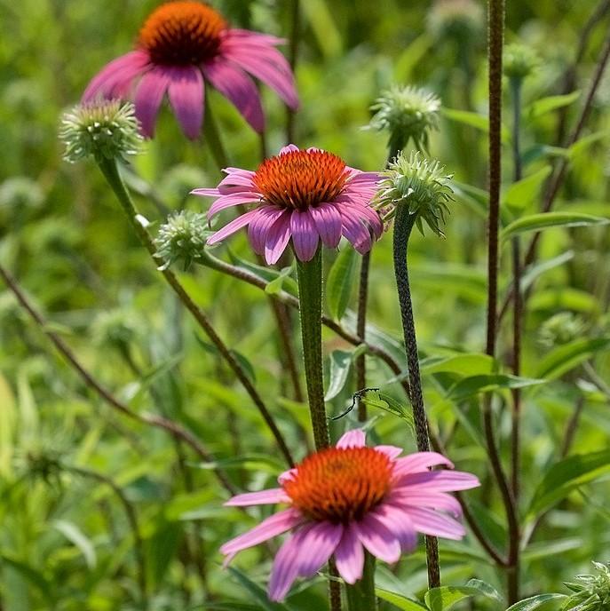 Echinacea purpurea ~ Purple Coneflower