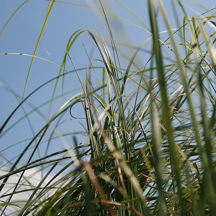 Cortaderia selloana 'Rosea' ~ Rosea Pampas Grass