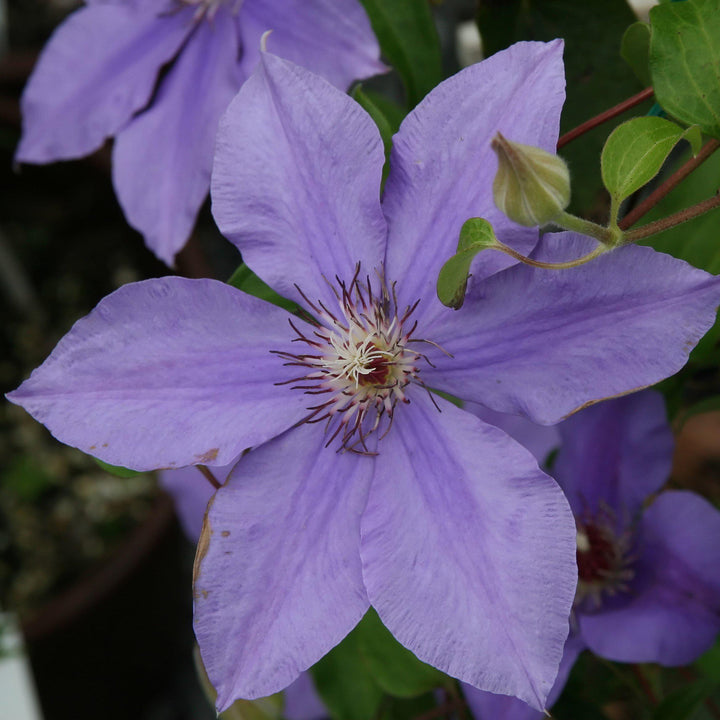 Clematis 'Ramona' ~ Ramona Clematis