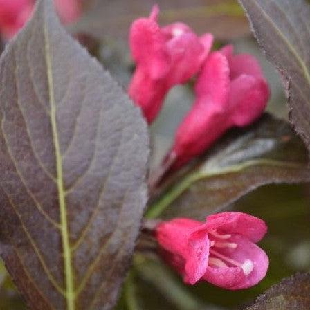 Weigela florida 'Bokraspiwi' PP23,781 ~ Spilled Wine® Weigela