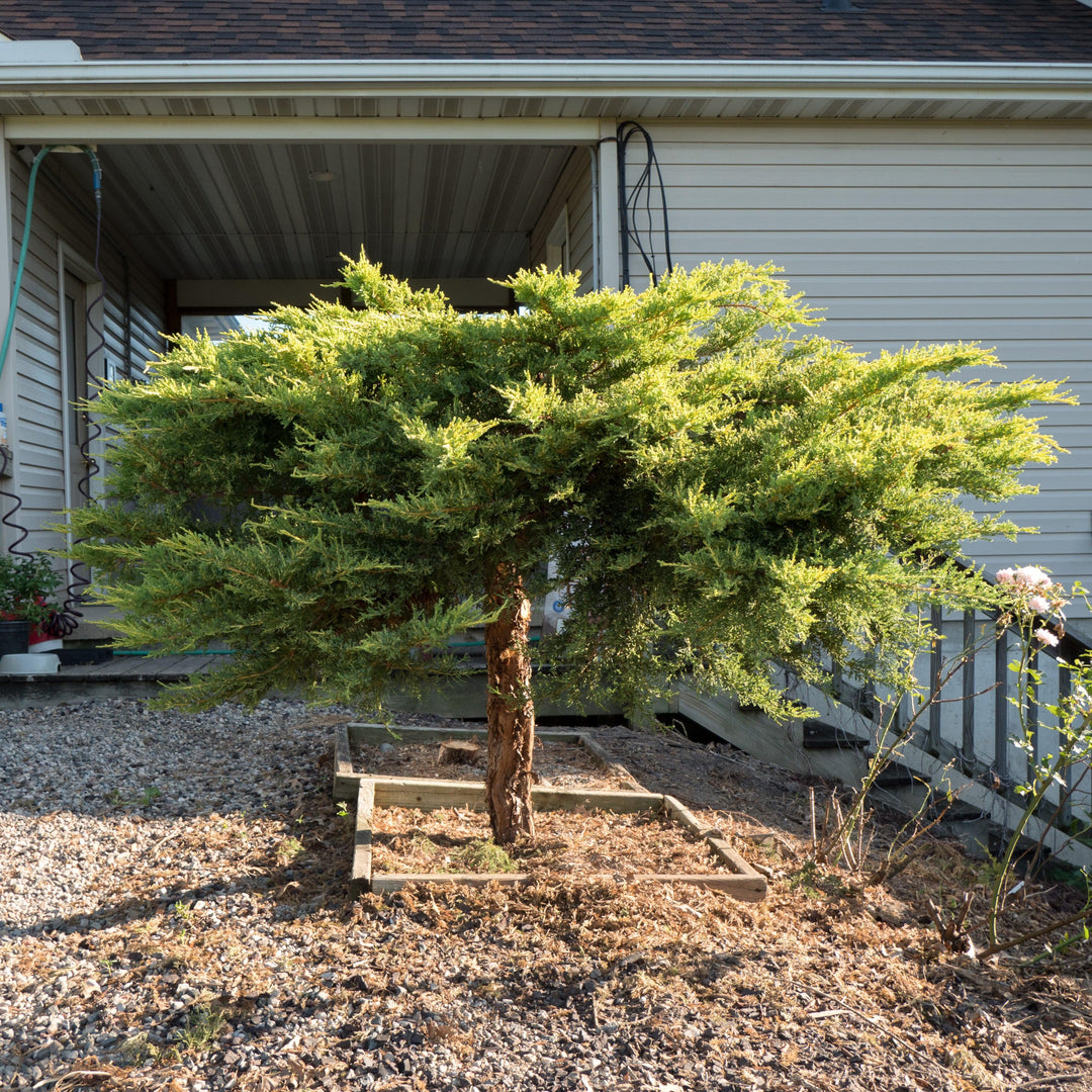 Juniperus x media 'Daub's Frosted' ~ Daub's Frosted Pfitzer Juniper