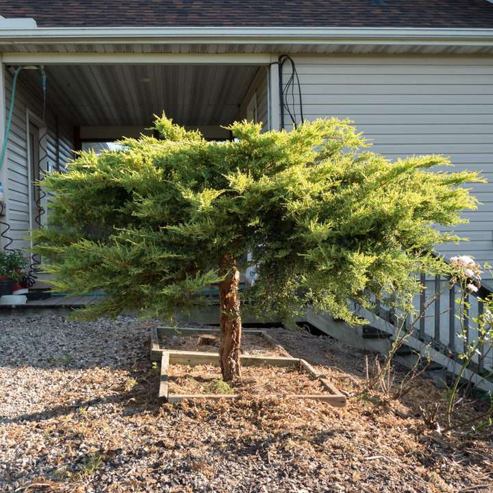 Juniperus x media 'Daub's Frosted' ~ Enebro Pfitzer helado de Daub