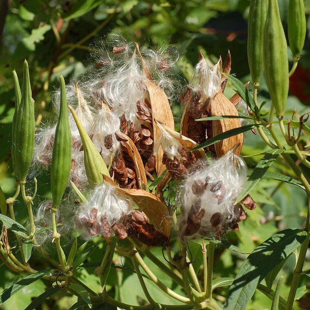 Asclepias incarnata 'Ice Ballet' ~ Ice Ballet Swamp Milkweed