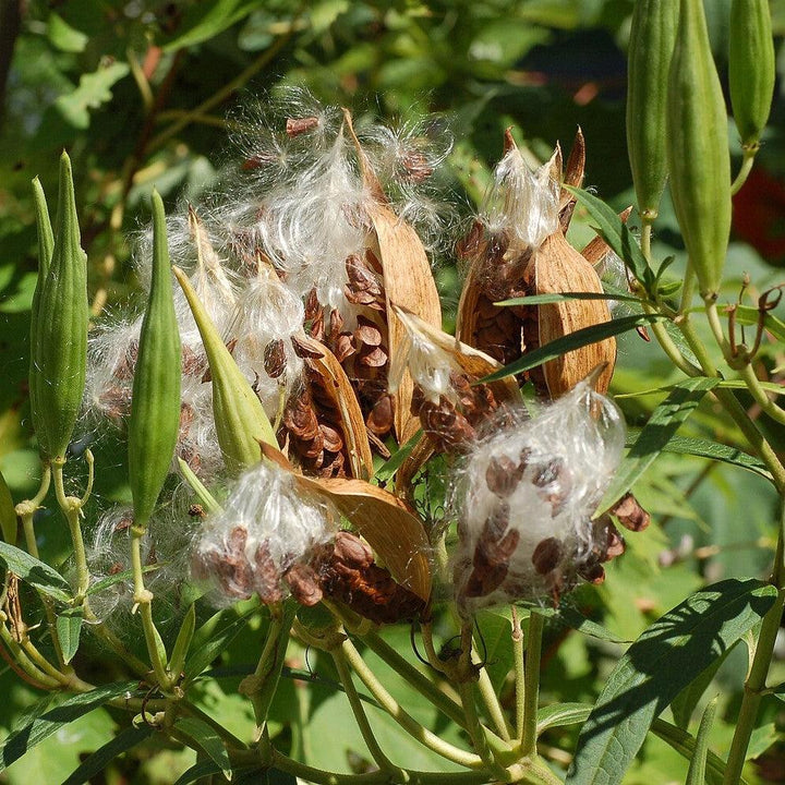 Asclepias incarnata 'Ice Ballet' ~ Ice Ballet Swamp Milkweed